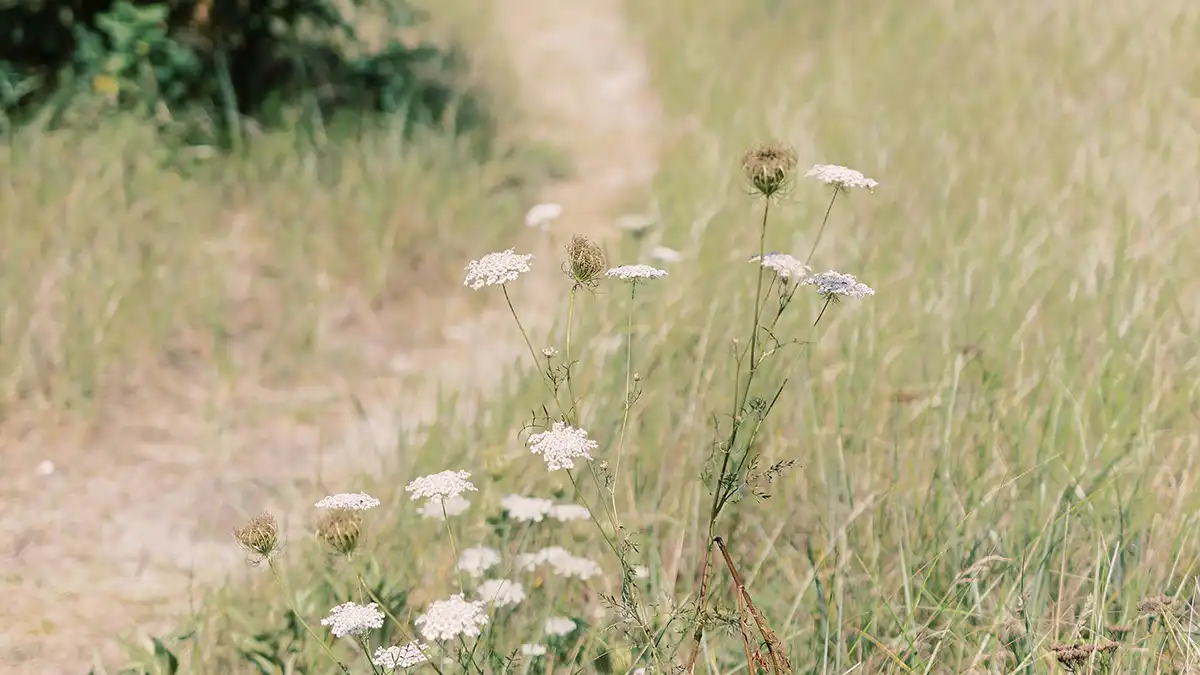Een kronkelend pad door de natuur, symbool voor het ontdekken van je passie en talenten en het creëren van een werkleven dat écht bij je past.