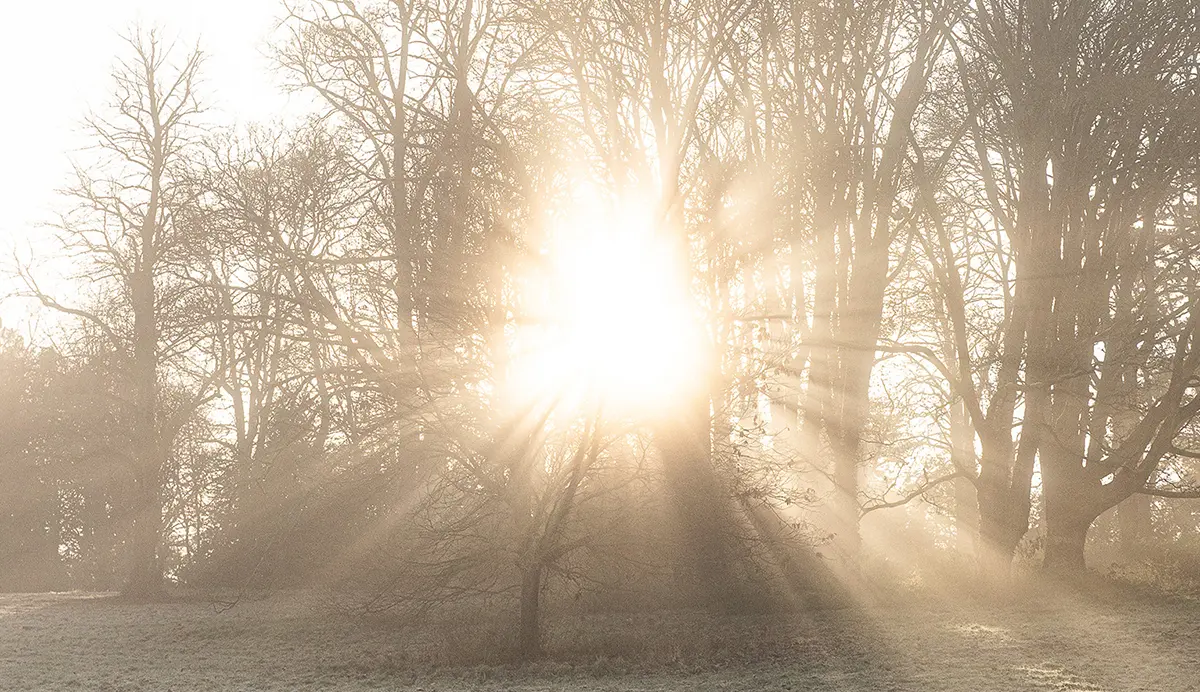 Zonnestralen breken door de bomen – symbool voor doorbraken en nieuwe kansen in je werkleven